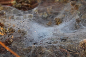 Spider web on dry branches 