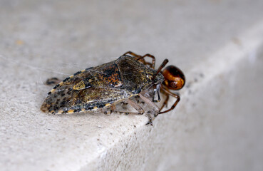 macro shot of a bug and spider