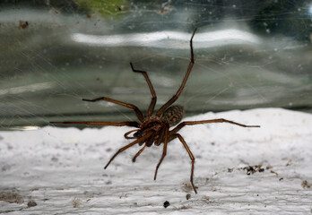 spider on a web