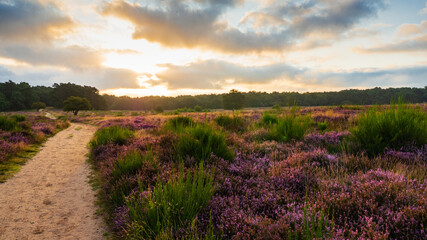 Blooming heather at sunrise at Blaricummerheide, Netherlands