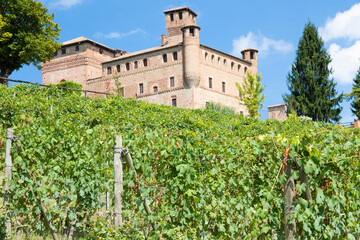 Vineyard in Piedmont Region, Italy, with Grinzane Cavour castle in the background