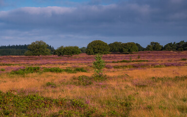Fototapeta na wymiar Blooming heather at sunrise at Blaricummerheide, Netherlands