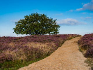 Obraz premium Path through blooming heather at sunrise,