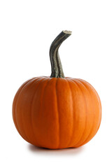Fresh orange pumpkin on white