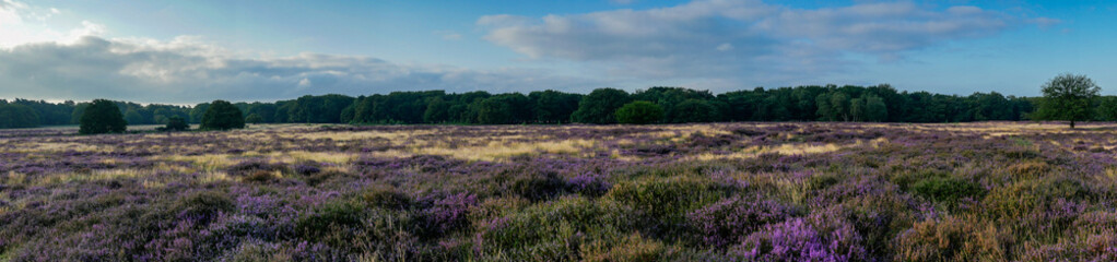Obraz premium Panorama of heathland with trees early in the morning