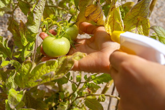 Regando tomates en una tomatera.