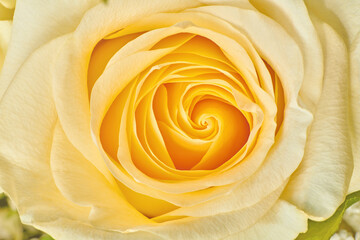 Close up view of beautiful yellow rose flower. Yellow rosebud. Bright flower nature background.