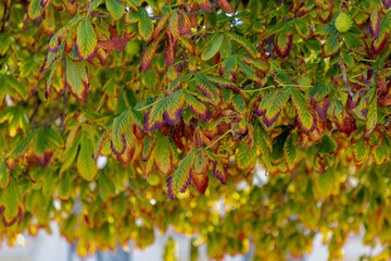 Season change concept, Late summer, Beginning autumn, Selective focus of green leaves of Aesculus (horse chestnut) changing color from green to yellow and orange, Nature pattern texture background.