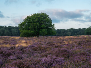 Heathland with trees early in the morning