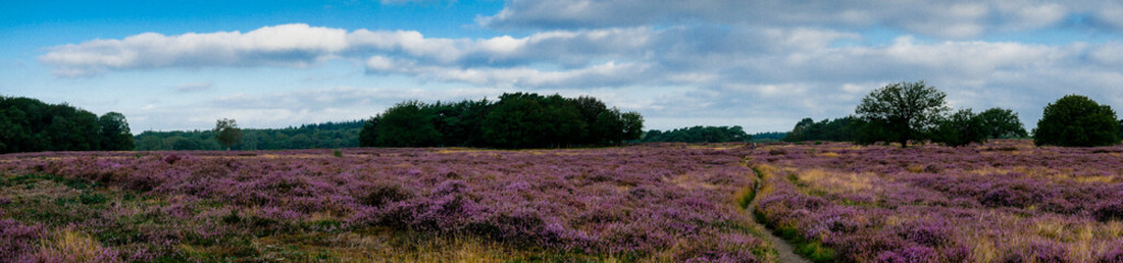 Panorama of heathland with trees early in the morning