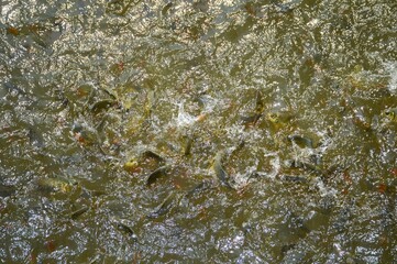 feeding sutchi catfish in pond