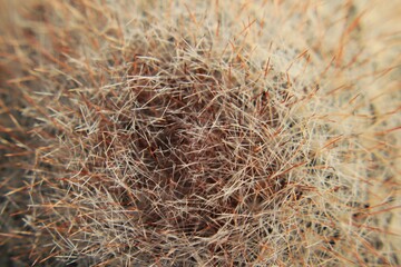cactus close up