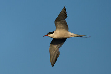Obraz premium Common tern (Sterna hirundo)