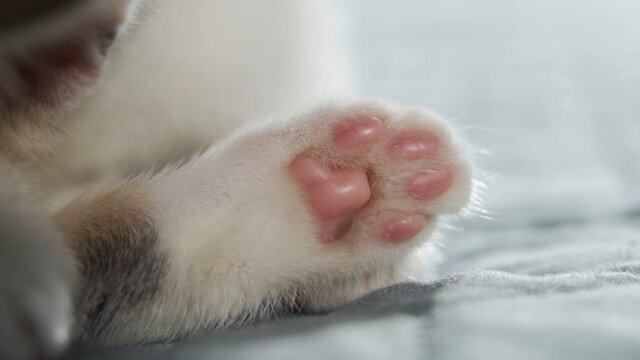 Small paw of a kitten with pink pads close-up. Cute pussies. The baby cat is washing itself. 4K UHD
