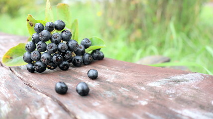 Black berry