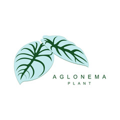 Aglonema white and dark green color