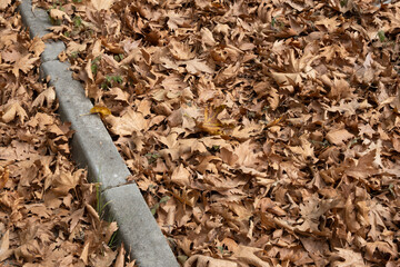 fallen autumn leaves on the pavement