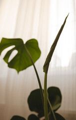 monstera flower in interior room growing new leaf with natural white curtain background 