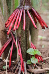 Aerial roots with raindrops 