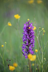 Purple flower in its beauty