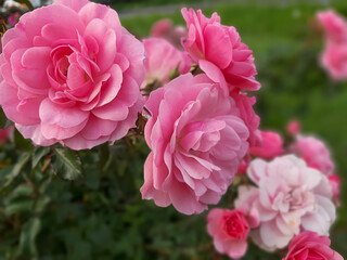 Pink roses on the bush