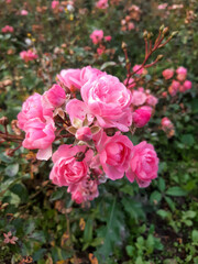 Pink roses on the bush