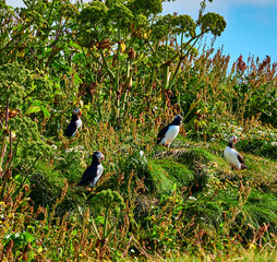 Frailecillos de Islandia en la playa de Vik