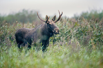 Naklejka na ściany i meble Elk , Moose ( Alces alces ) close up