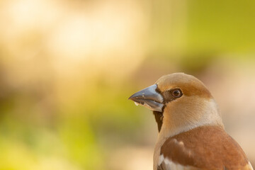 Gros-bec casse-noyaux