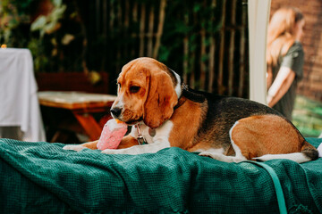 An adult beagle lies on a green lounger and plays with an ice cream toy. Sunny day.