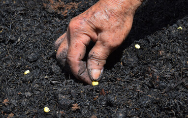 Planting corn seeds in agricultural fields on fertile soil