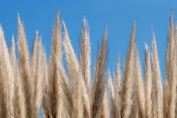 Pampas grass against a clear sky background