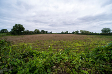 Fototapeta na wymiar An agricultural field outside of Vierlingsbeeks, The Netherlands