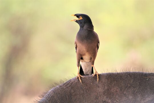 Common myna
Common myna
In this photo I clicked in the letter of a village, this bird was sitting on a animal