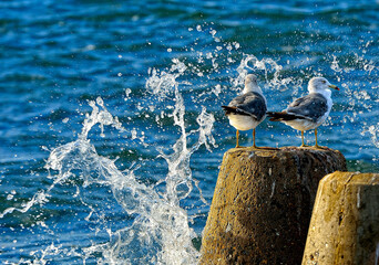 Two seagulls are sitting on the pier among the splashing water