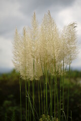 Fototapeta premium In Japan, we say Fall is the best season for arts and entertainment