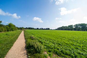 Fototapeta na wymiar Summer landscape outside Vierlingsbeek, The Netherlands