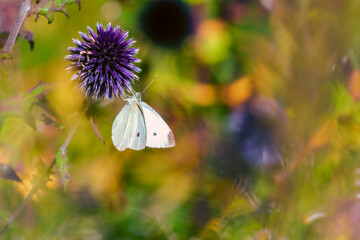 butterfly on a flower