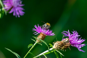 bee on a purple flower