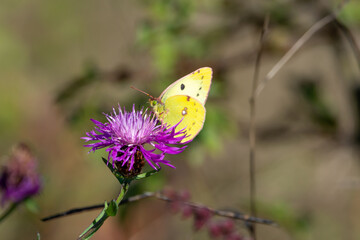 yellow butterfly on a purple flower