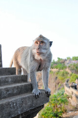 marmoset on sidewalks of the city. Marties on Bali.