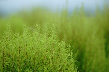 In Japan, we say Fall is the best season for arts and entertainment