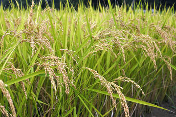 収穫時期の稲穂