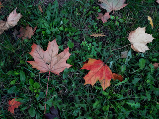 Top view of a colorful maple leaves on the ground