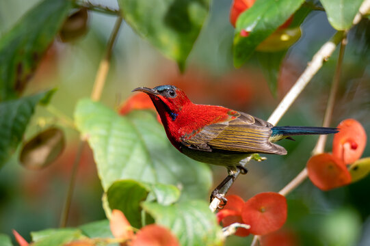 A Crimson Sunbird on Chinese hat plant with flowers