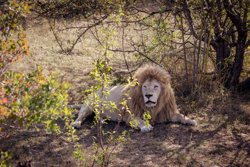 White lion rests in the shade of trees