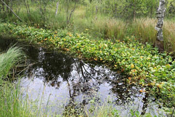 View of swamp in summer