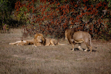 The lion and the lioness are resting, lie on the grass. Another lion walks towards them.