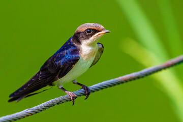 Wire Tail Swallow Juvenile a close up
