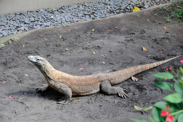 Varan on sand. Large reptile in the zoo.